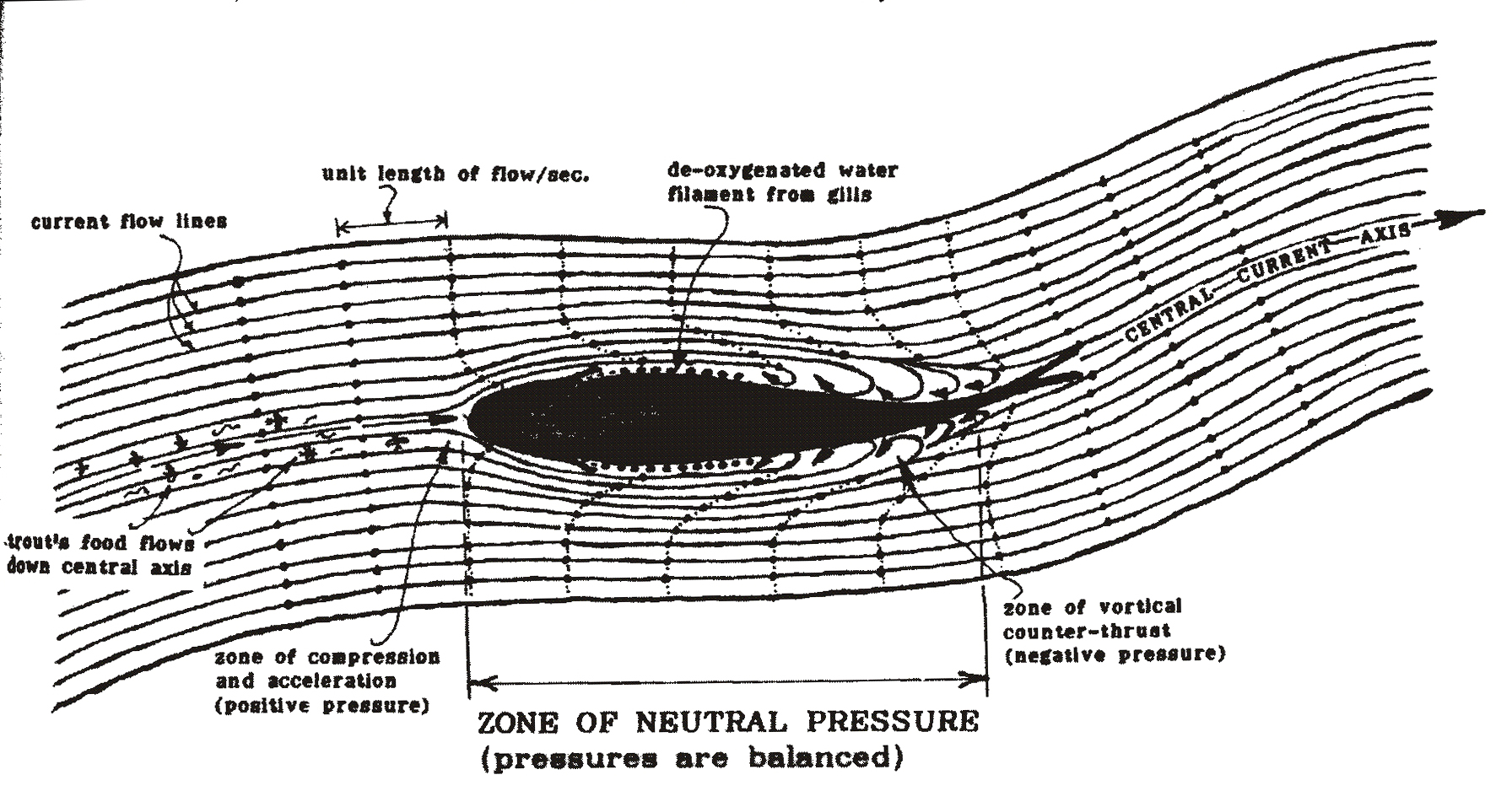 The Stationary Trout Diag.